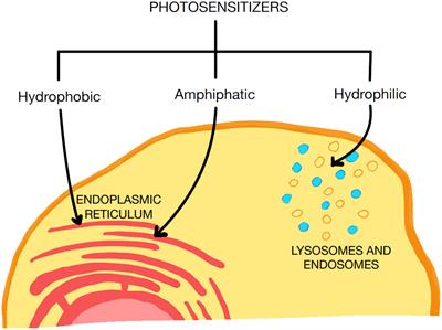 The use of photodynamic therapy in medical practice